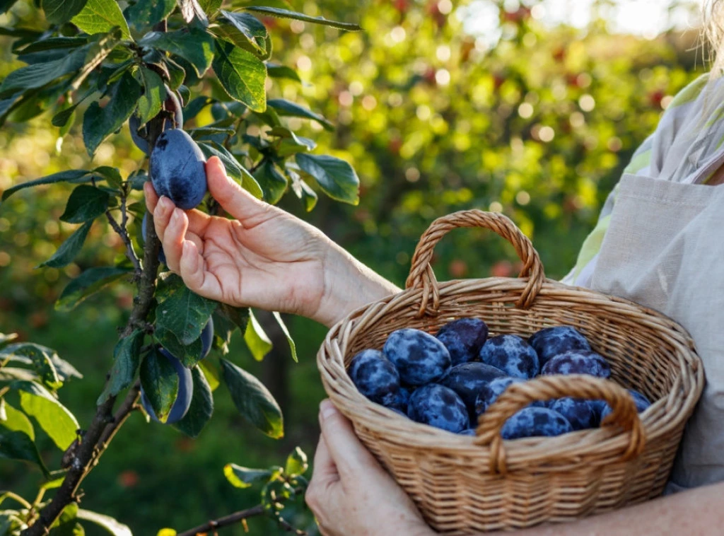 409284_shutterstock-2201868175_f.webp