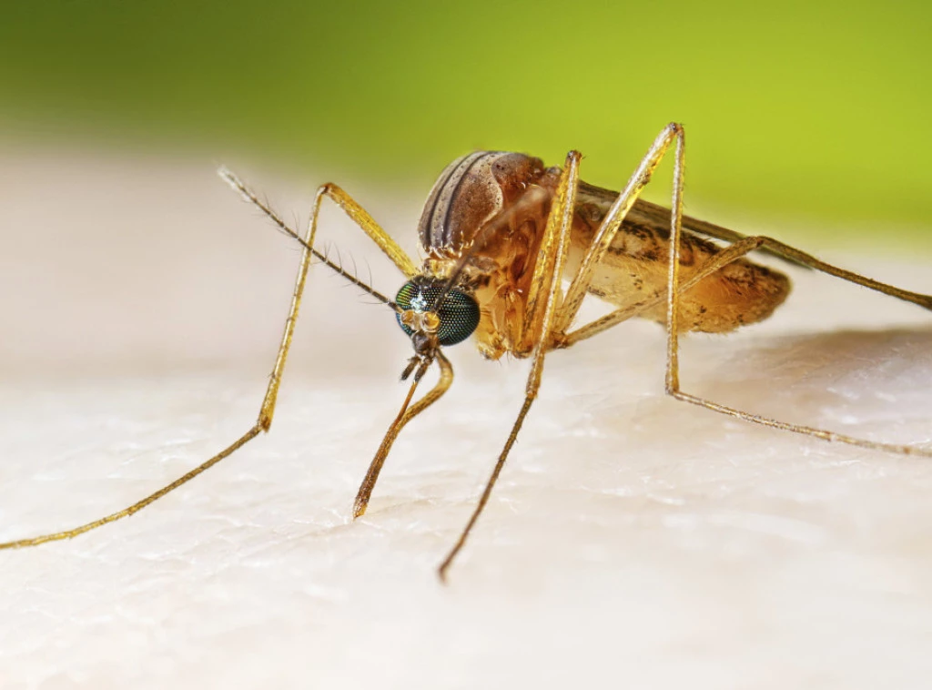 301453_west-nile-virus_f.webp