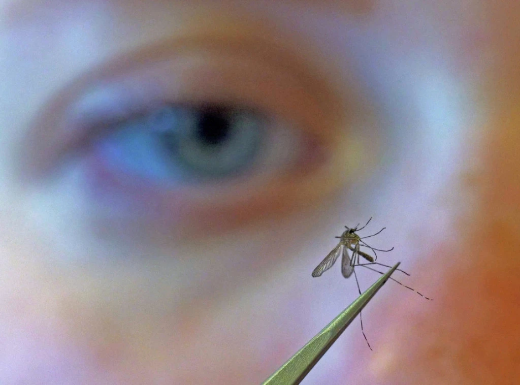 412568_west-nile-virus_f.webp