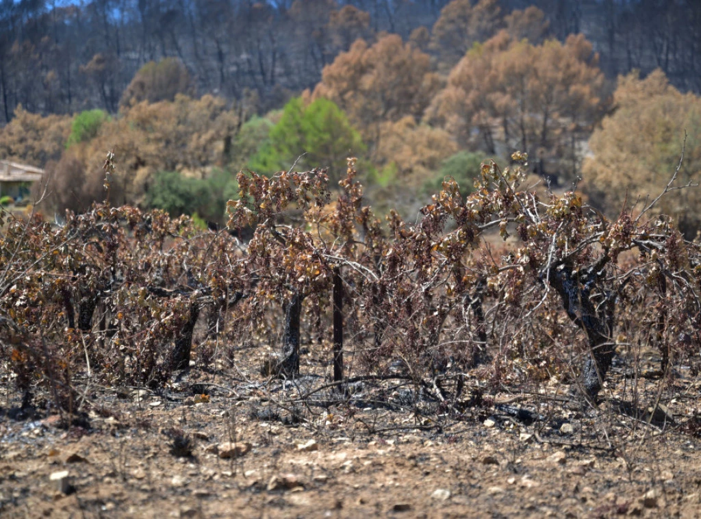 412773_france-wildfires_f.webp