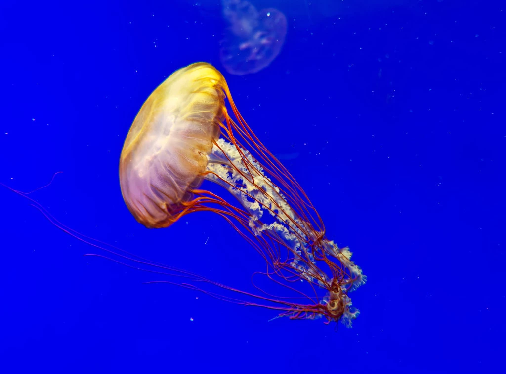 413169_shutterstock-2530039543_f.webp