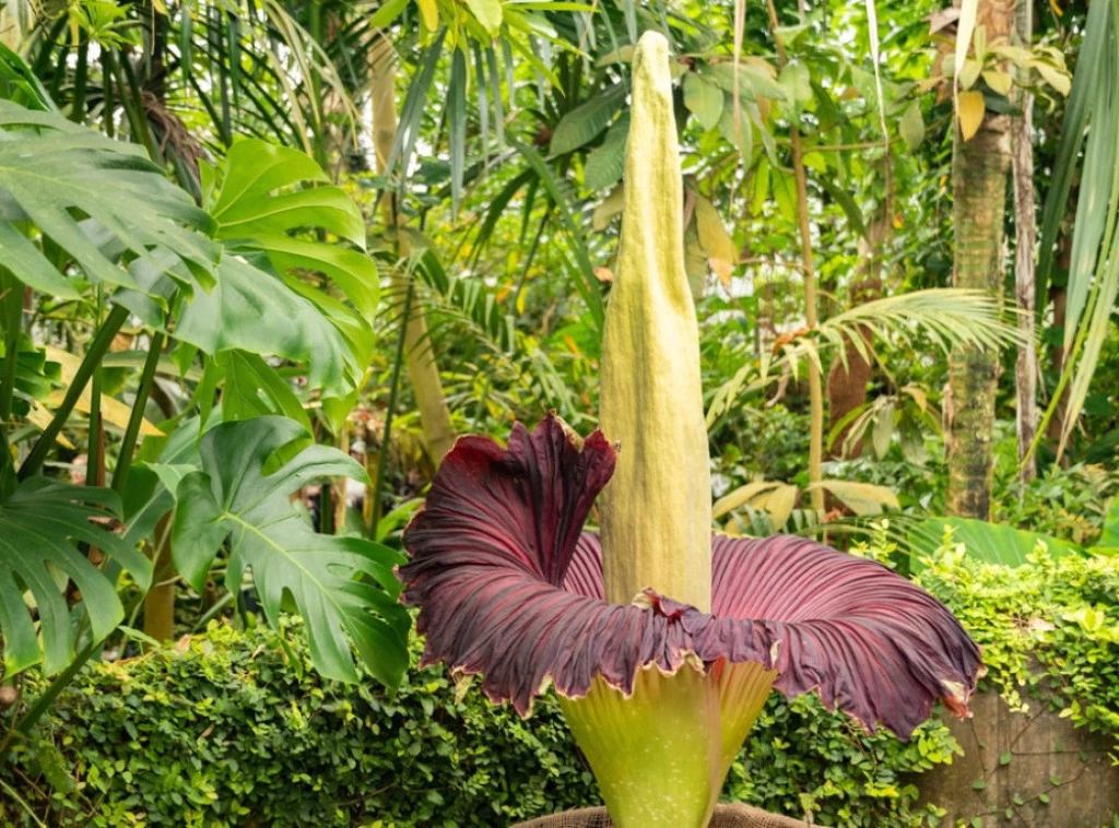 413196_shutterstock-2312354965_f.webp