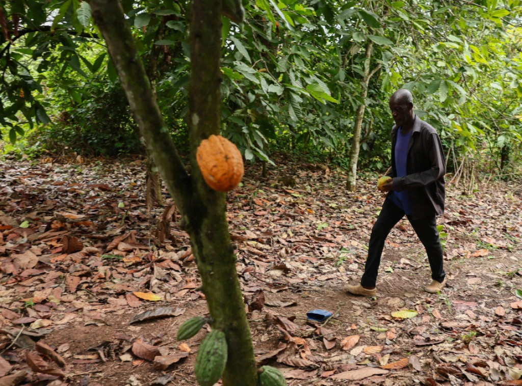 413484_ghana-cocoa_f.webp