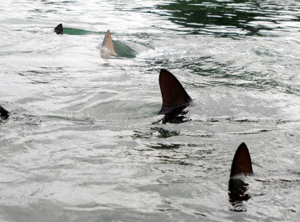 413751_federal-shark-alerts_f.webp
